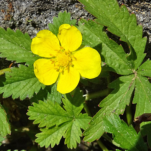 Kriechendes Fingerkraut / Potentilla reptans