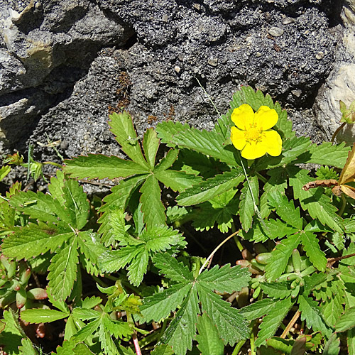 Kriechendes Fingerkraut / Potentilla reptans