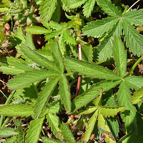 Kriechendes Fingerkraut / Potentilla reptans