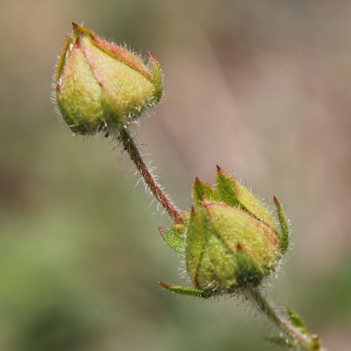 Felsen-Fingerkraut / Potentilla rupestris