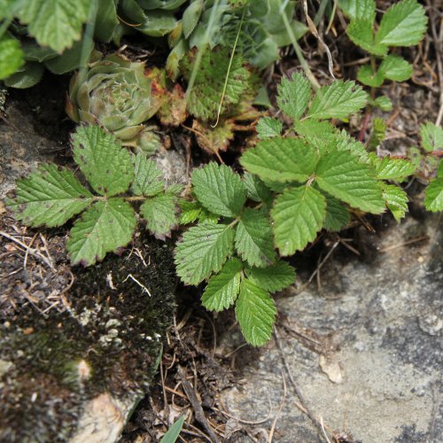 Felsen-Fingerkraut / Potentilla rupestris