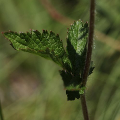 Felsen-Fingerkraut / Potentilla rupestris