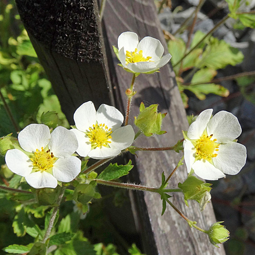 Felsen-Fingerkraut / Potentilla rupestris