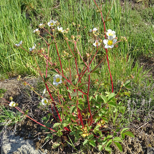 Felsen-Fingerkraut / Potentilla rupestris