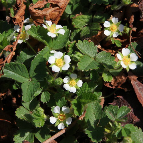 Erdbeer-Fingerkraut / Potentilla sterilis