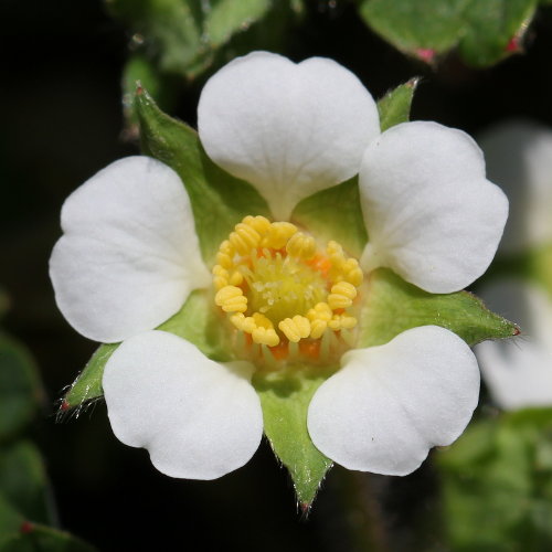 Erdbeer-Fingerkraut / Potentilla sterilis