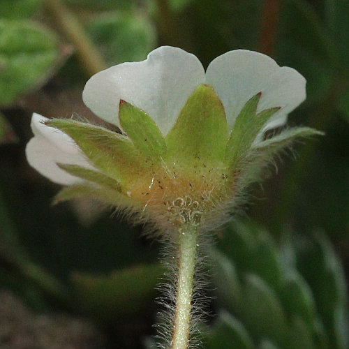 Erdbeer-Fingerkraut / Potentilla sterilis