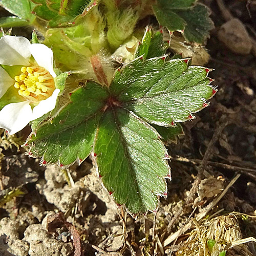 Erdbeer-Fingerkraut / Potentilla sterilis