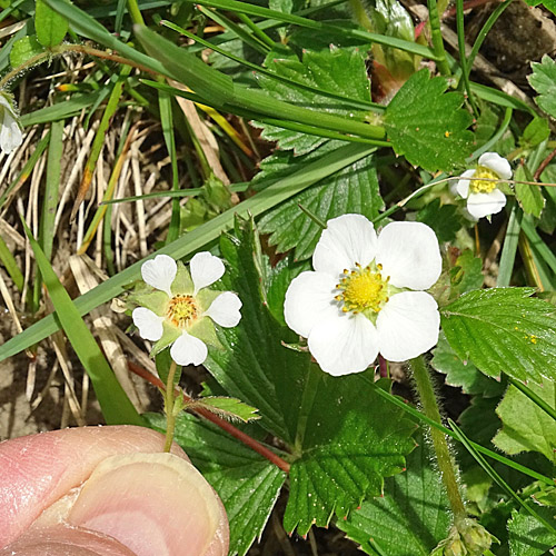 Erdbeer-Fingerkraut / Potentilla sterilis