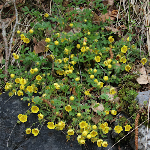 Frühlings-Fingerkraut / Potentilla verna