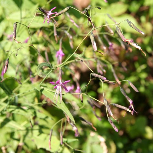 Purpurlattich / Prenanthes purpurea