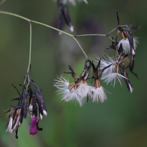 Purpurlattich / Prenanthes purpurea