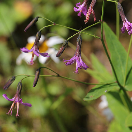 Purpurlattich / Prenanthes purpurea