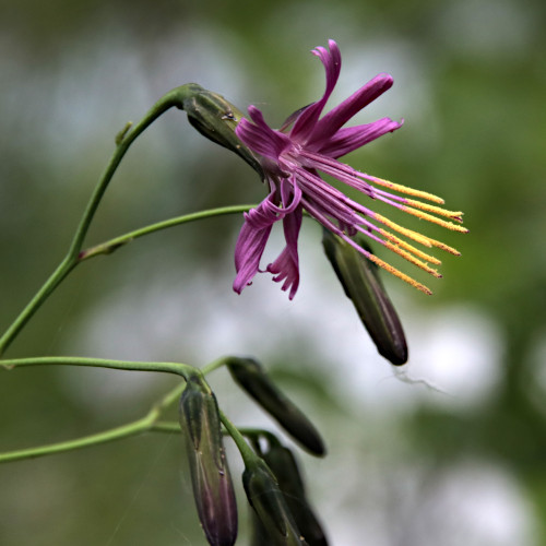 Purpurlattich / Prenanthes purpurea