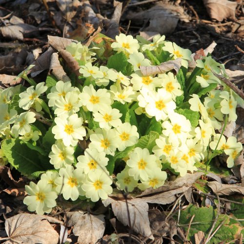 Stängellose Schlüsselblume / Primula acaulis