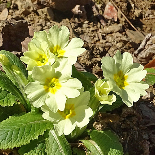 Stängellose Schlüsselblume / Primula acaulis