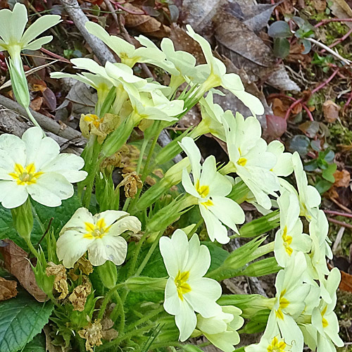 Stängellose Schlüsselblume / Primula acaulis