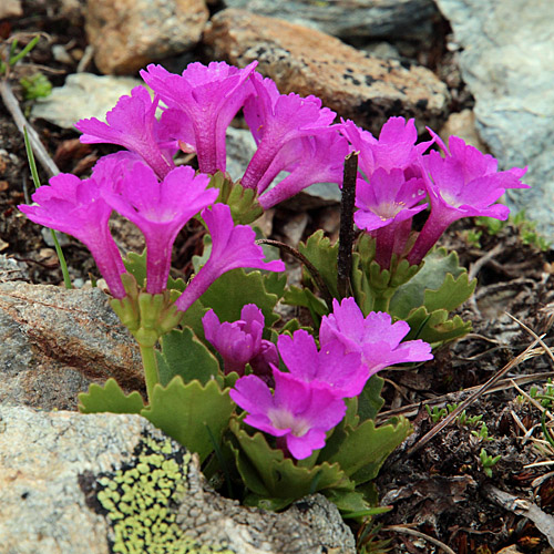 Inntaler Primel / Primula daonensis