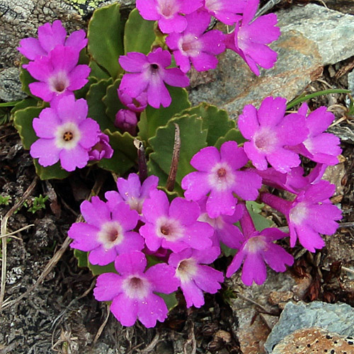 Inntaler Primel / Primula daonensis