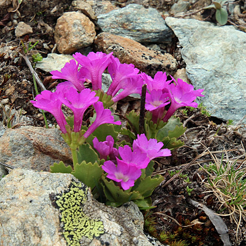 Inntaler Primel / Primula daonensis