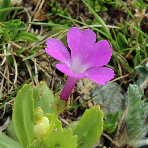 Inntaler Primel / Primula daonensis