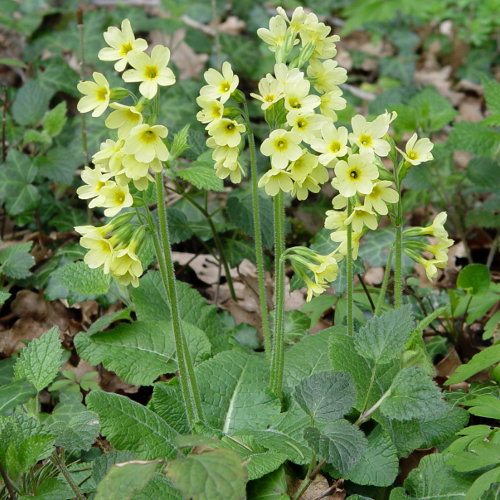 Wald-Schlüsselblume / Primula elatior