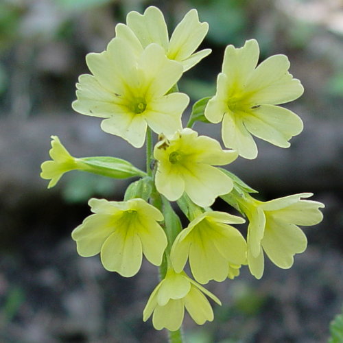 Wald-Schlüsselblume / Primula elatior