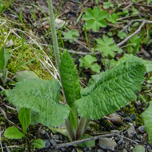 Wald-Schlüsselblume / Primula elatior