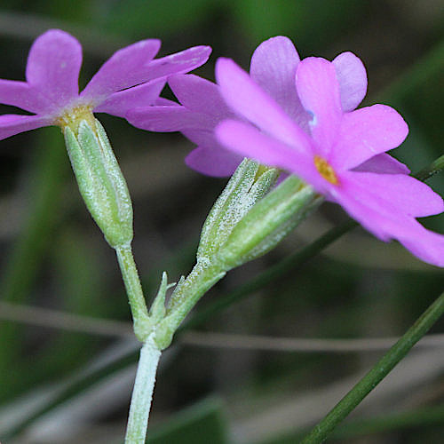 Mehlprimel / Primula farinosa