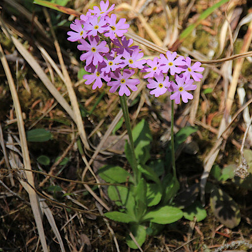 Mehlprimel / Primula farinosa