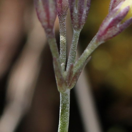 Mehlprimel / Primula farinosa