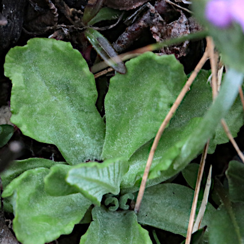 Mehlprimel / Primula farinosa