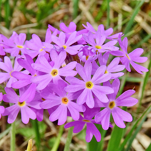 Mehlprimel / Primula farinosa