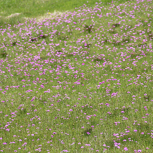 Mehlprimel / Primula farinosa