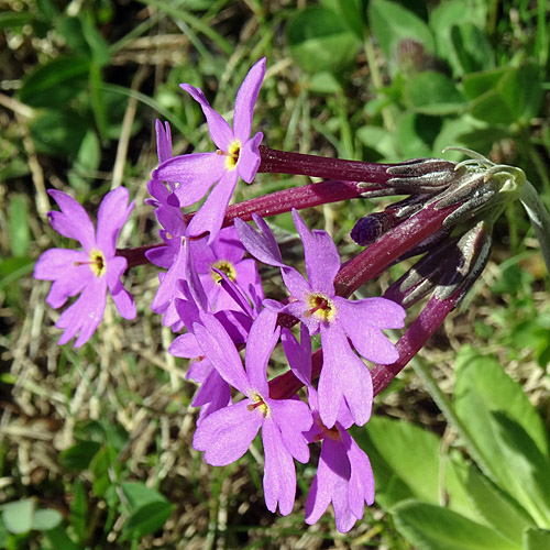 Hallers Primel / Primula halleri