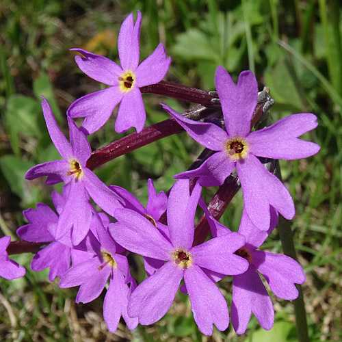 Hallers Primel / Primula halleri