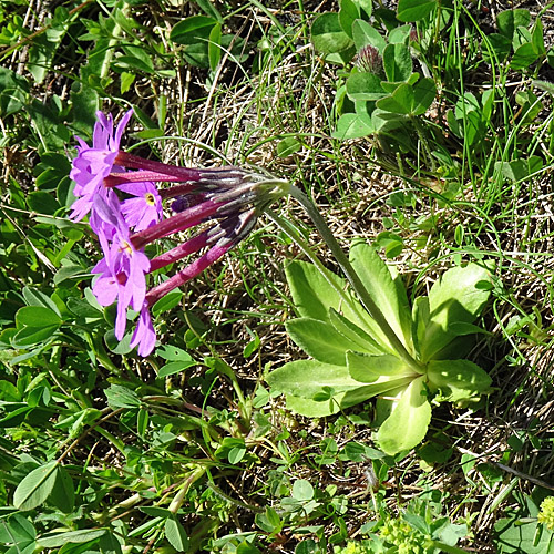 Hallers Primel / Primula halleri