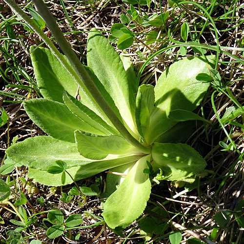 Hallers Primel / Primula halleri