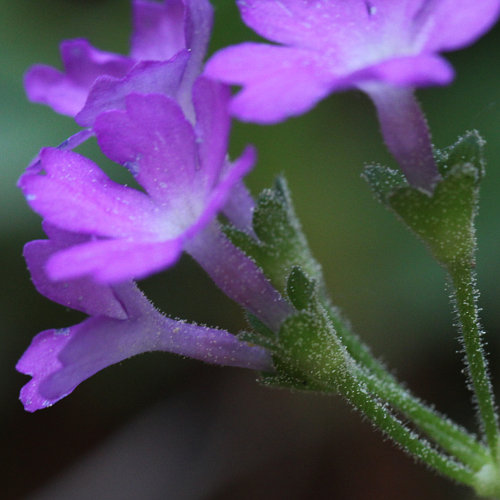 Rote Felsen-Primel / Primula hirsuta