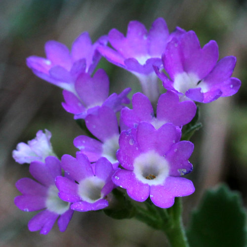 Rote Felsen-Primel / Primula hirsuta