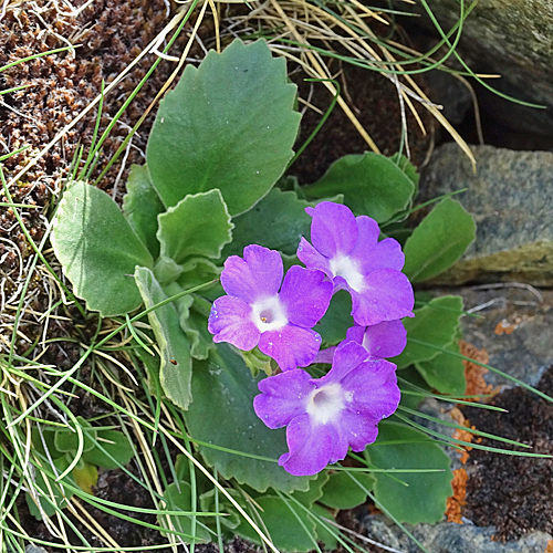 Rote Felsen-Primel / Primula hirsuta