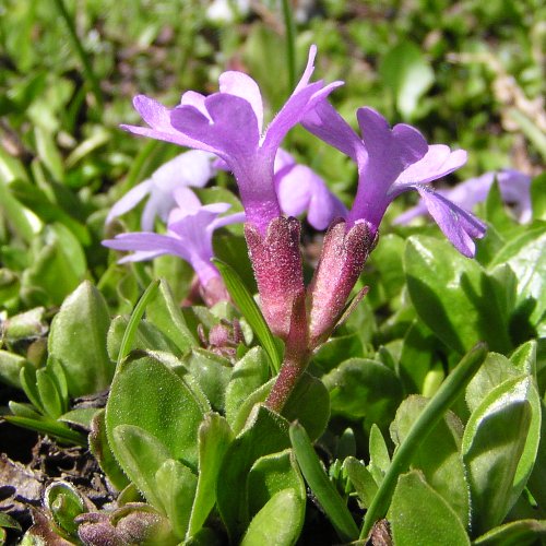 Ganzblättrige Primel / Primula integrifolia