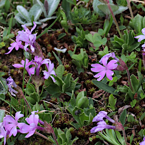 Ganzblättrige Primel / Primula integrifolia