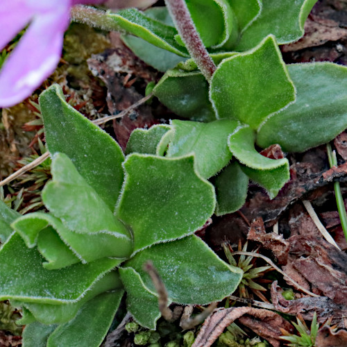 Ganzblättrige Primel / Primula integrifolia