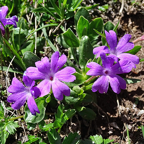 Ganzblättrige Primel / Primula integrifolia