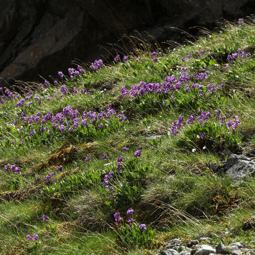 Breitblättrige Primel / Primula latifolia