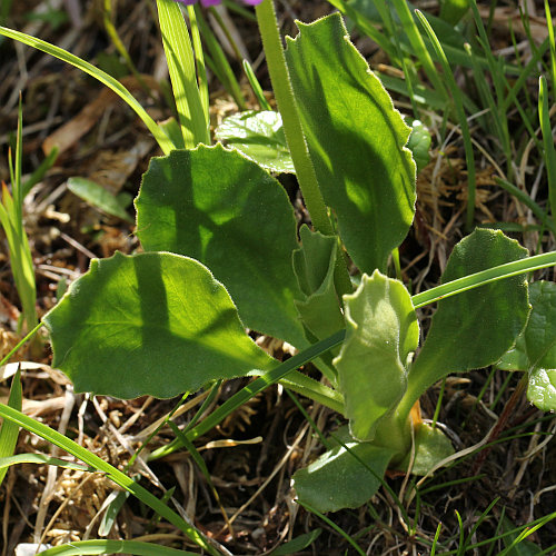 Breitblättrige Primel / Primula latifolia