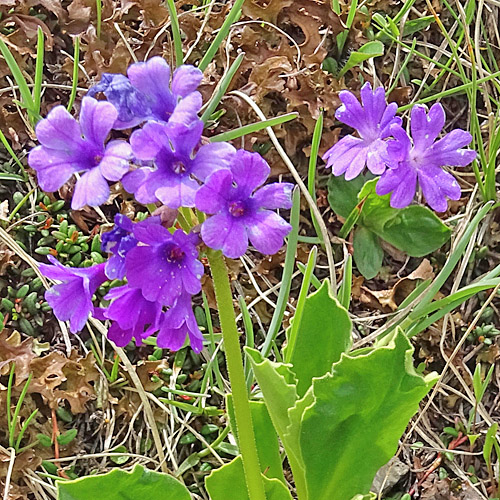 Breitblättrige Primel / Primula latifolia