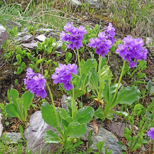 Breitblättrige Primel / Primula latifolia