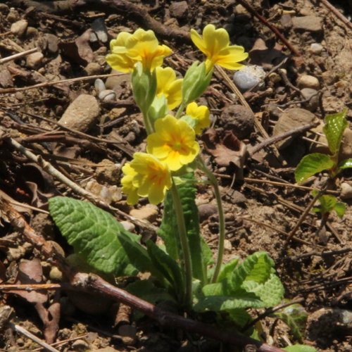 Gewöhnliche Frühlings-Schlüsselblume / Primula veris